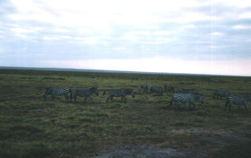 (P:AfricaZebra-Plains) Dn-a0944.jpg (1/1) (61 K); DISPLAY FULL IMAGE.