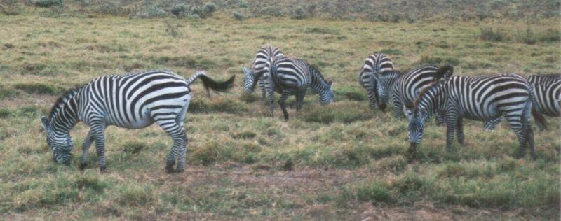 (P:AfricaZebra-Plains) Dn-a0945.jpg (1/1) (80 K); DISPLAY FULL IMAGE.