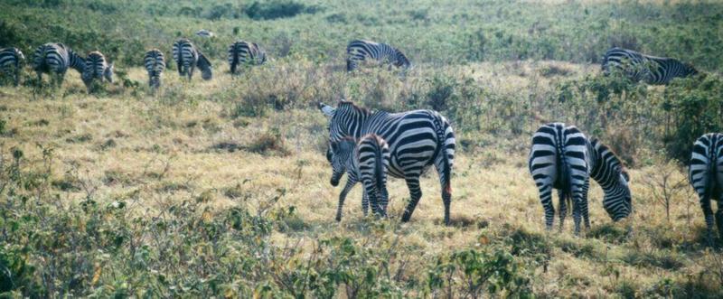 (P:AfricaZebra-Plains) Dn-a0946.jpg (1/1) (105 K); DISPLAY FULL IMAGE.