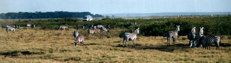 (P:AfricaZebra-Plains) Dn-a0948.jpg (1/1) (55 K); DISPLAY FULL IMAGE.