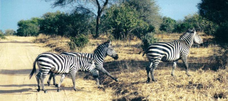 (P:AfricaZebra-Plains) Dn-a0950.jpg (1/1) (118 K); DISPLAY FULL IMAGE.
