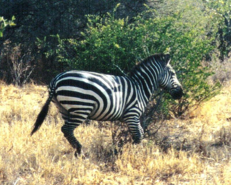 (P:AfricaZebra-Plains) Dn-a0951.jpg (1/1) (147 K); DISPLAY FULL IMAGE.