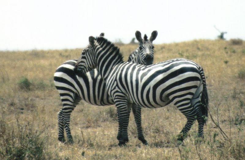 (P:AfricaZebra-Plains) Dn-a0952.jpg (1/1) (100 K); DISPLAY FULL IMAGE.