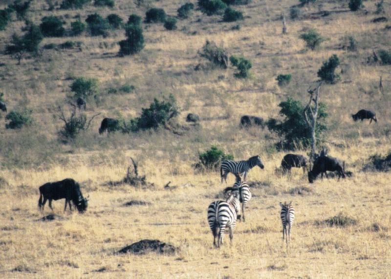 (P:AfricaZebra-Plains) Dn-a0953.jpg (1/1) (137 K); DISPLAY FULL IMAGE.