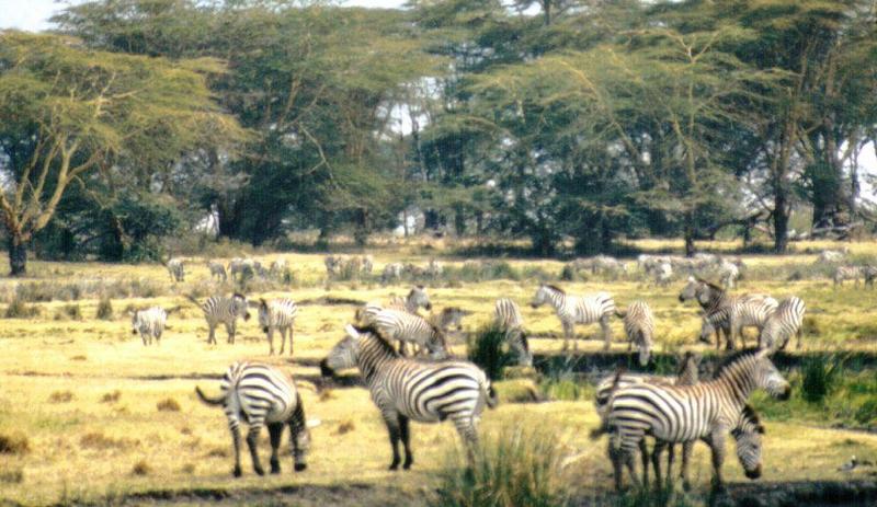 (P:AfricaZebra-Plains) Dn-a0954.jpg (1/1) (127 K); DISPLAY FULL IMAGE.