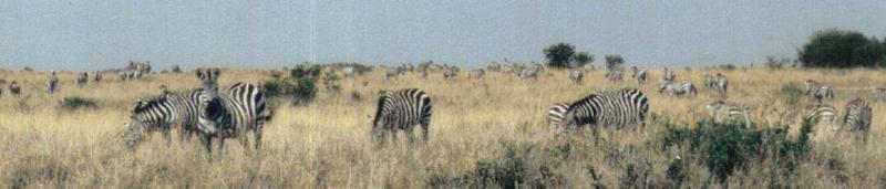(P:AfricaZebra-Plains) Dn-a0955.jpg (1/1) (41 K); DISPLAY FULL IMAGE.