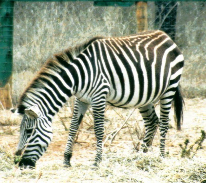 (P:AfricaZebra-Plains) Dn-a0957.jpg (1/1) (121 K); DISPLAY FULL IMAGE.