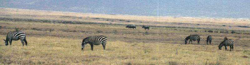 (P:AfricaZebra-Plains) Dn-a0960.jpg (1/1) (49 K); DISPLAY FULL IMAGE.
