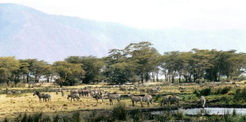 (P:AfricaZebra-Plains) Dn-a0964.jpg (1/1) (86 K); DISPLAY FULL IMAGE.