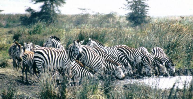 (P:AfricaZebra-Plains) Dn-a0965.jpg (1/1) (128 K); DISPLAY FULL IMAGE.