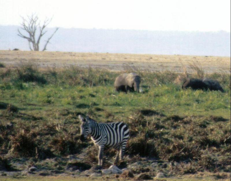 (P:AfricaZebra-Plains) Dn-a0967.jpg (1/1) (93 K); DISPLAY FULL IMAGE.
