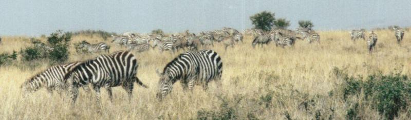 (P:AfricaZebra-Plains) Dn-a0968.jpg (1/1) (52 K); DISPLAY FULL IMAGE.