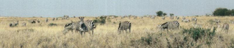 (P:AfricaZebra-Plains) Dn-a0974.jpg (1/1) (32 K); DISPLAY FULL IMAGE.