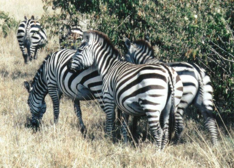 (P:AfricaZebra-Plains) Dn-a0975.jpg (1/1) (175 K); DISPLAY FULL IMAGE.