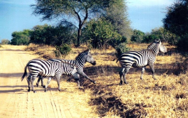 (P:AfricaZebra-Plains) Dn-a0978.jpg (1/1) (154 K); DISPLAY FULL IMAGE.