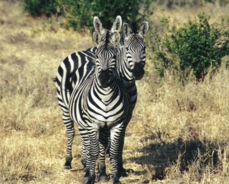 (P:AfricaZebra-Plains) Dn-a0980.jpg (1/1) (150 K); DISPLAY FULL IMAGE.