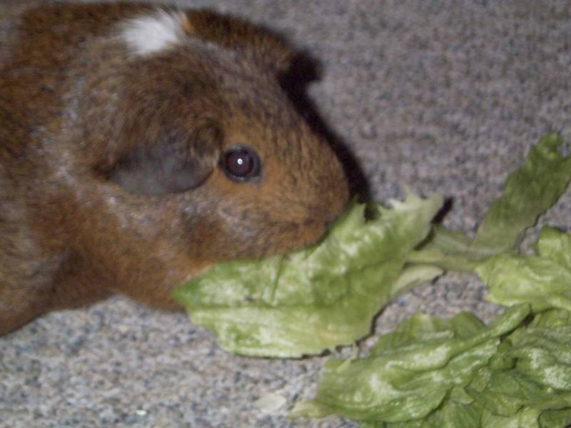 Meerschweinchen - Guinea Pigs 02+03/28; DISPLAY FULL IMAGE.