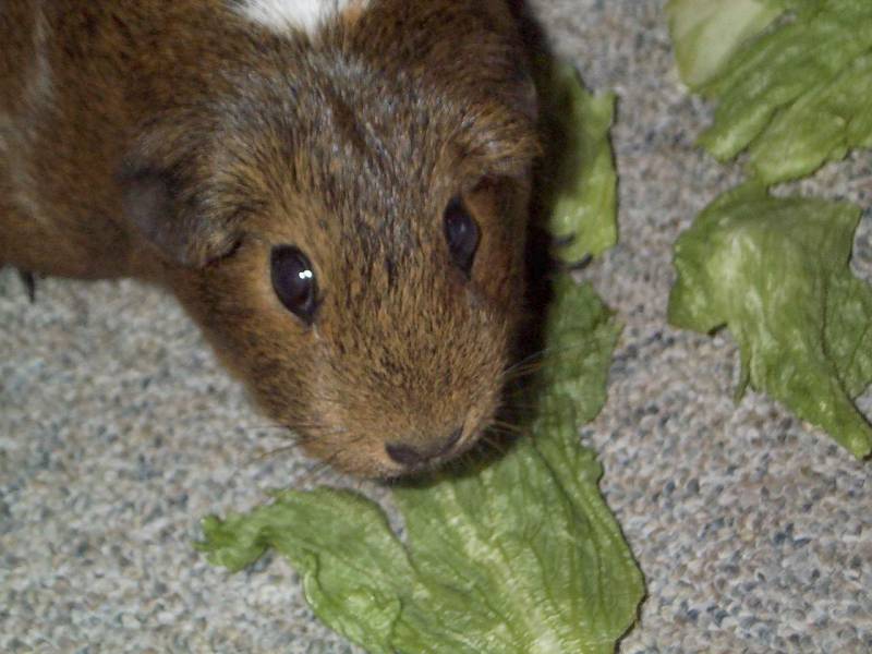 Meerschweinchen - Guinea Pigs 02+03/28; DISPLAY FULL IMAGE.
