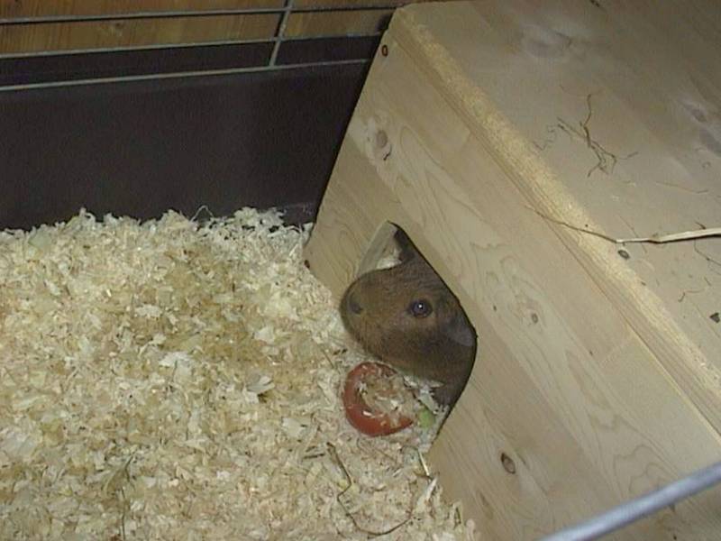 Meerschweinchen - Guinea Pigs 05/28; DISPLAY FULL IMAGE.