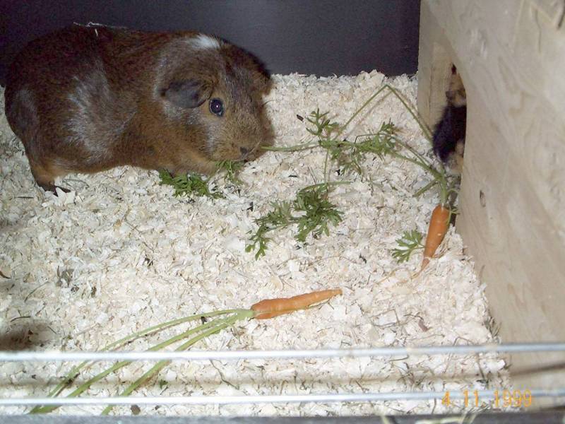 Meerschweinchen - Guinea Pigs 06/28; DISPLAY FULL IMAGE.