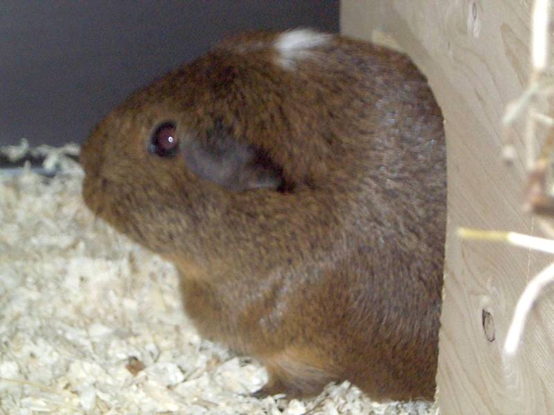 Meerschweinchen - Guinea Pigs 08/28; DISPLAY FULL IMAGE.