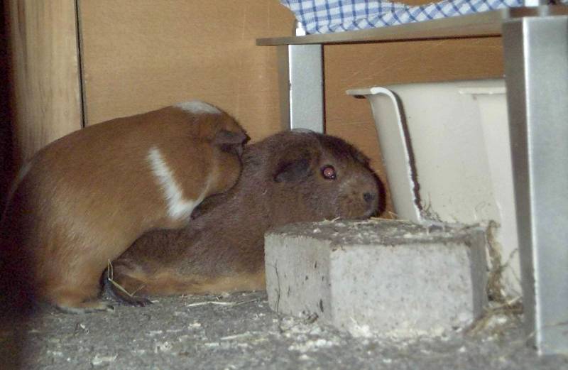 Meerschweinchen - Guinea Pigs 01+02/28; DISPLAY FULL IMAGE.