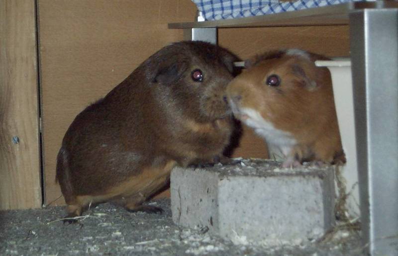 Meerschweinchen - Guinea Pigs 01+02/28; DISPLAY FULL IMAGE.