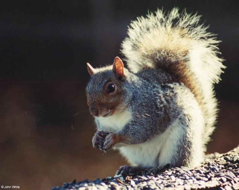 Gray Squirrel (Sciurus carolinensis carolinensis) 1; DISPLAY FULL IMAGE.