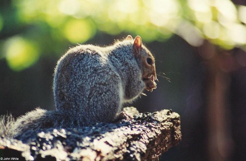 Gray Squirrel (Sciurus carolinensis carolinensis)2; DISPLAY FULL IMAGE.