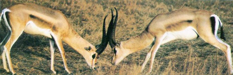 Gazelle (J01); DISPLAY FULL IMAGE.