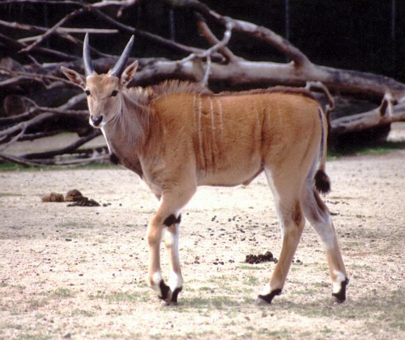 More rescanned ones - Eland in Copenhagen Zoo; DISPLAY FULL IMAGE.