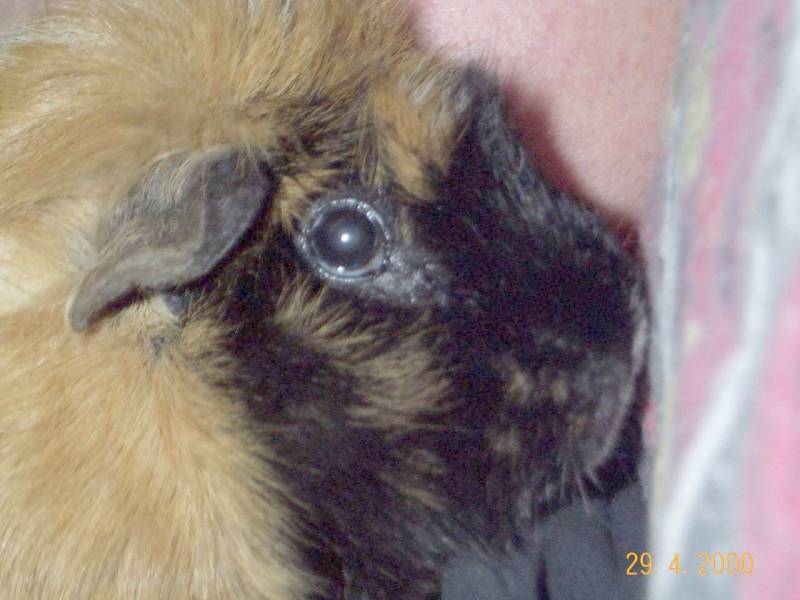 Meerschweinchen - Guinea Pigs 19/28; DISPLAY FULL IMAGE.