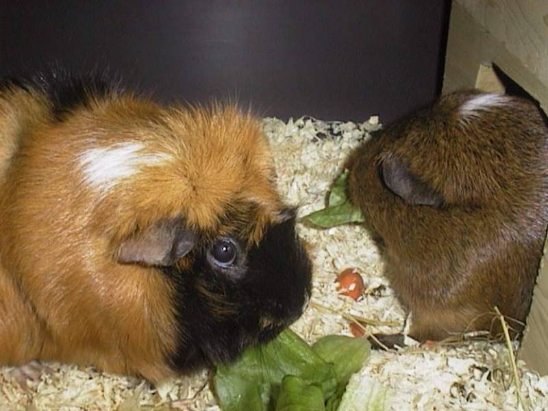 Meerschweinchen - Guinea Pigs 21/28; DISPLAY FULL IMAGE.
