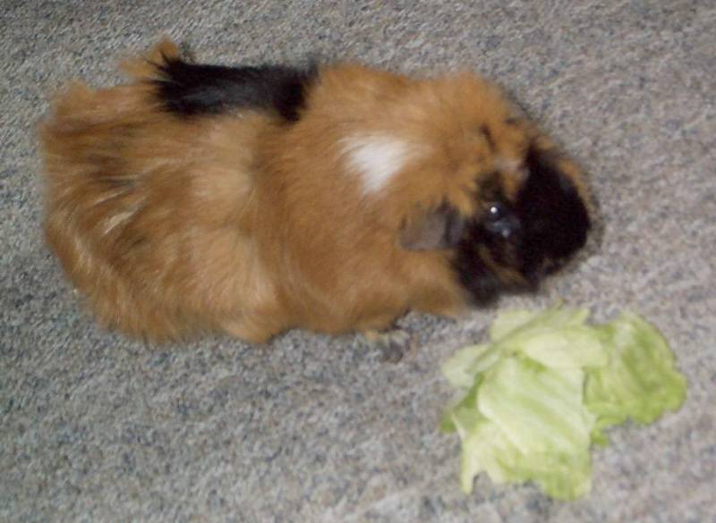 Meerschweinchen - Guinea Pigs 22/28; DISPLAY FULL IMAGE.
