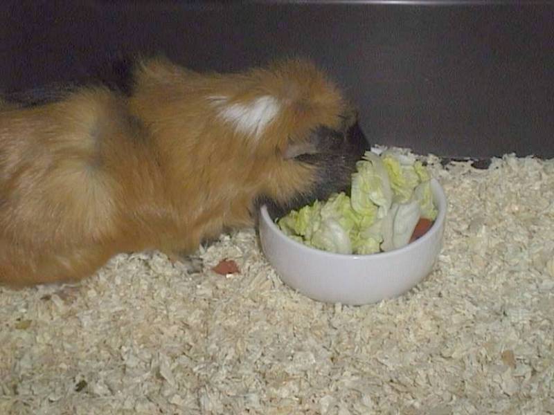 Meerschweinchen - Guinea Pigs 23/28; DISPLAY FULL IMAGE.