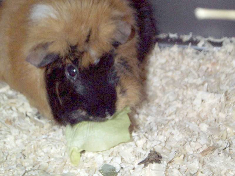 Meerschweinchen - Guinea Pigs 24/28; DISPLAY FULL IMAGE.