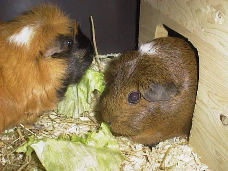 Meerschweinchen - Guinea Pigs 10/28; DISPLAY FULL IMAGE.