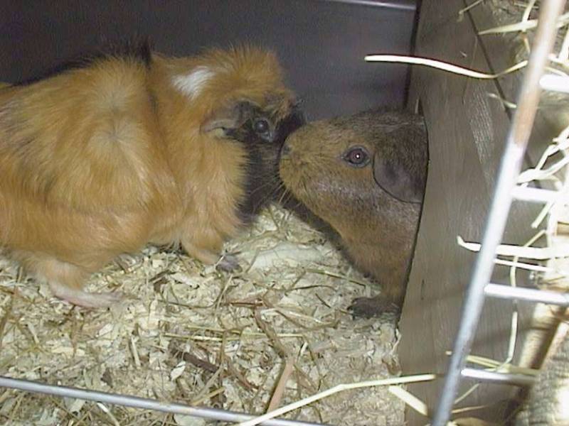 Meerschweinchen - Guinea Pigs 13/28; DISPLAY FULL IMAGE.