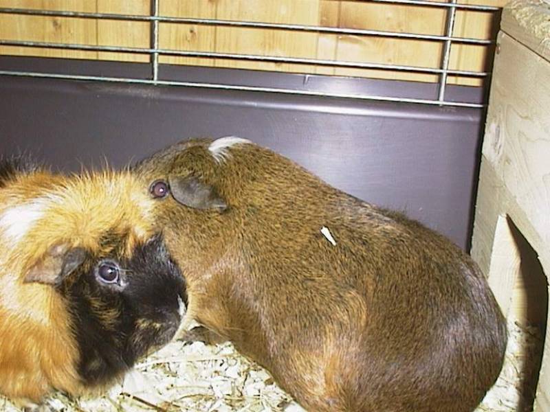 Meerschweinchen - Guinea Pigs 14/28; DISPLAY FULL IMAGE.
