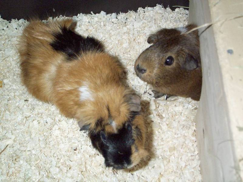 Meerschweinchen - Guinea Pigs 15/28; DISPLAY FULL IMAGE.