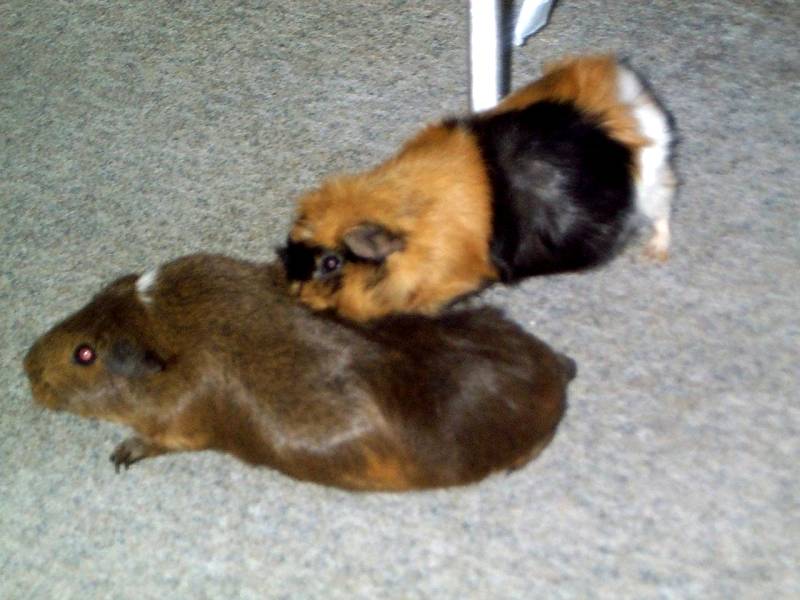 Meerschweinchen - Guinea Pigs 17/28; DISPLAY FULL IMAGE.