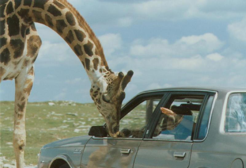 Giraffe; DISPLAY FULL IMAGE.