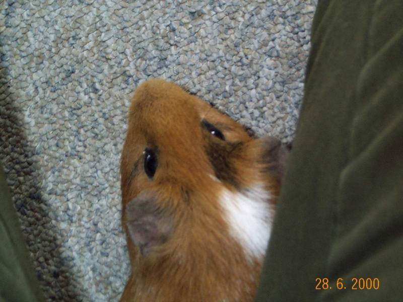 Meerschweinchen - Guinea Pigs 25/28; DISPLAY FULL IMAGE.