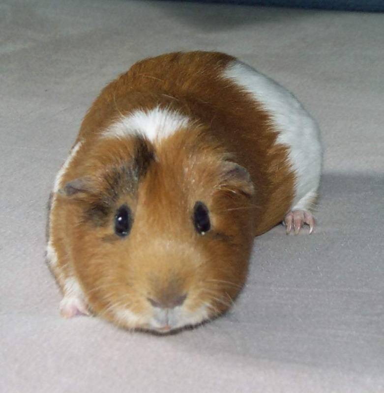 Meerschweinchen - Guinea Pigs 26/28; DISPLAY FULL IMAGE.