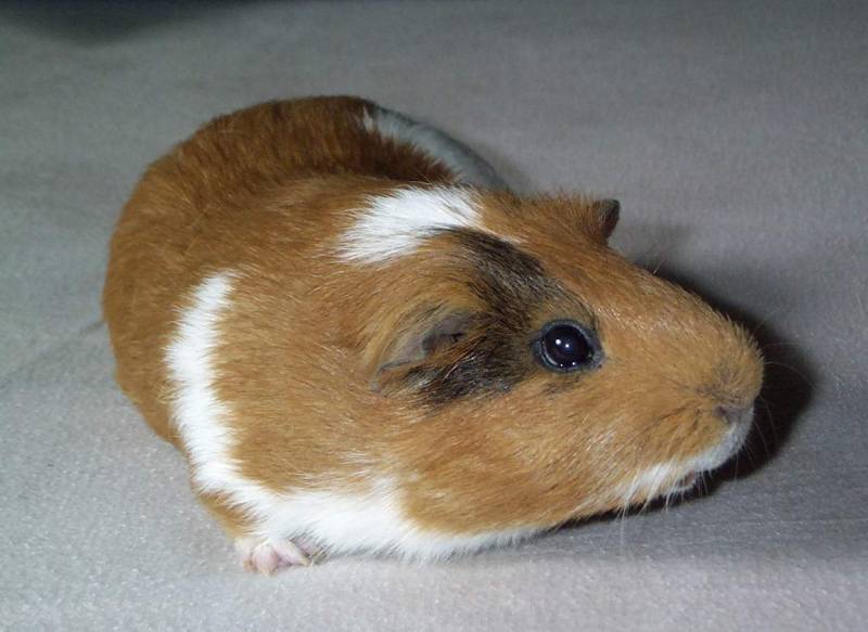 Meerschweinchen - Guinea Pigs 27/28; DISPLAY FULL IMAGE.