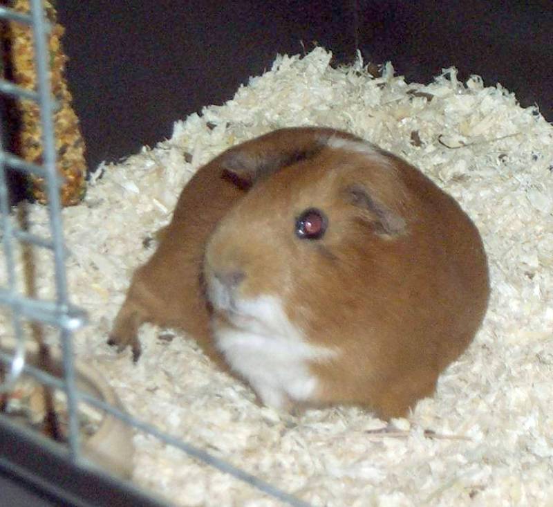 Meerschweinchen - Guinea Pigs 28/28; DISPLAY FULL IMAGE.