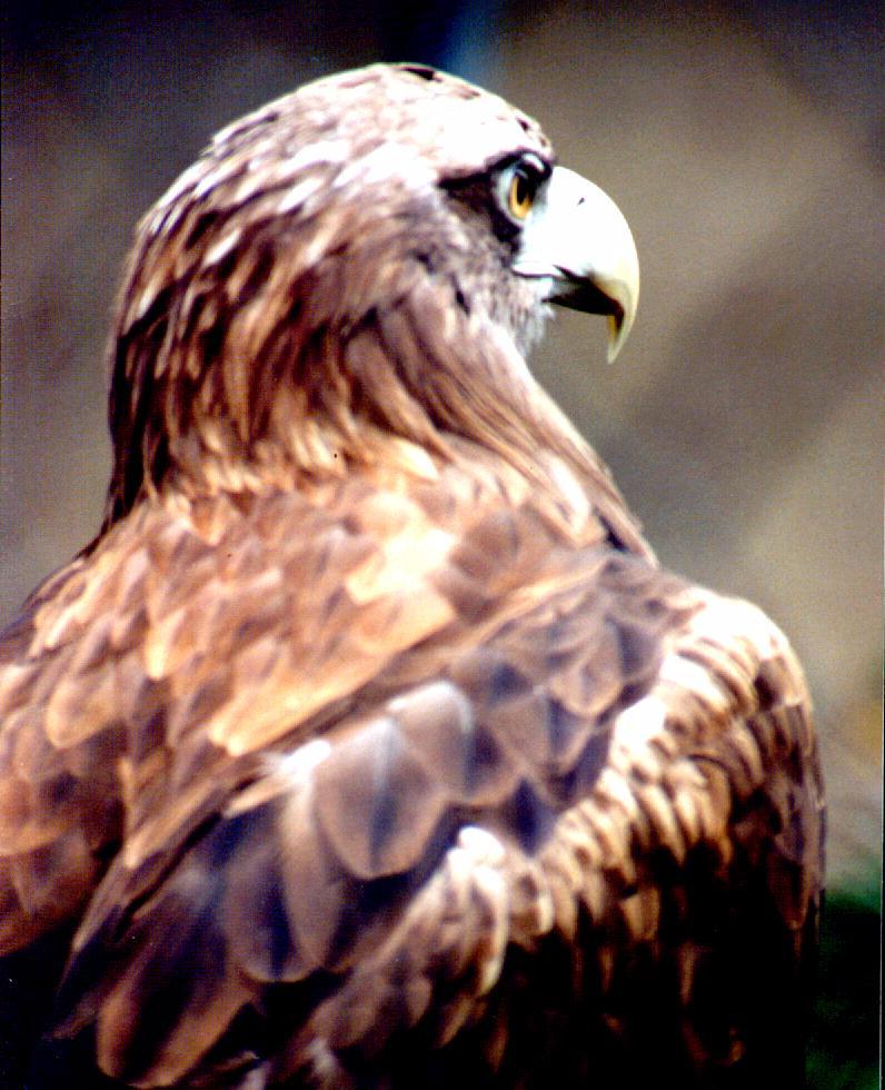 Hawk.jpg; DISPLAY FULL IMAGE.
