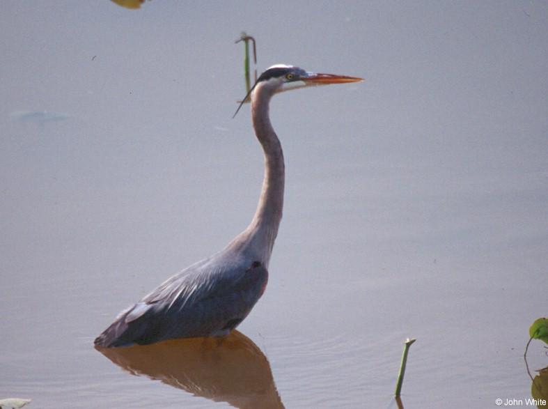 Great Blue Heron (Ardea herodias); DISPLAY FULL IMAGE.