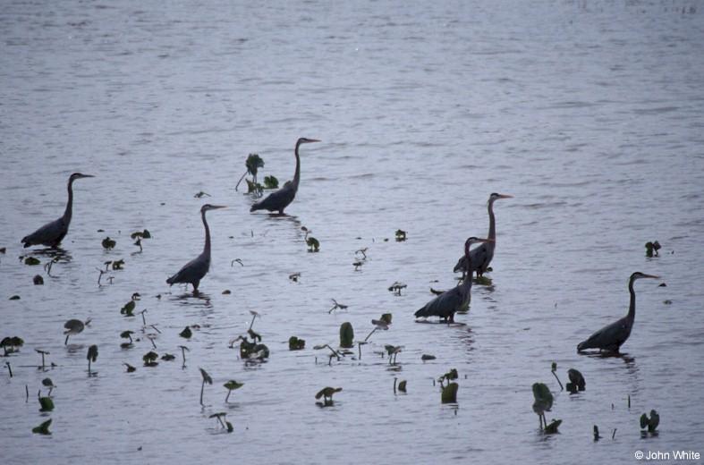 A gang of Great Blue Herons; DISPLAY FULL IMAGE.