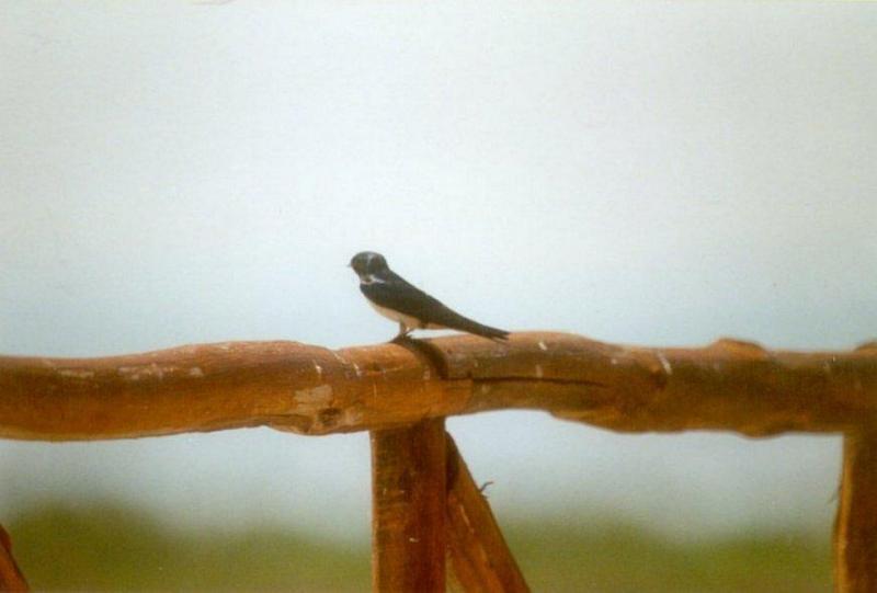 Birds from Greece - Barn_Swallow1.jpg; DISPLAY FULL IMAGE.